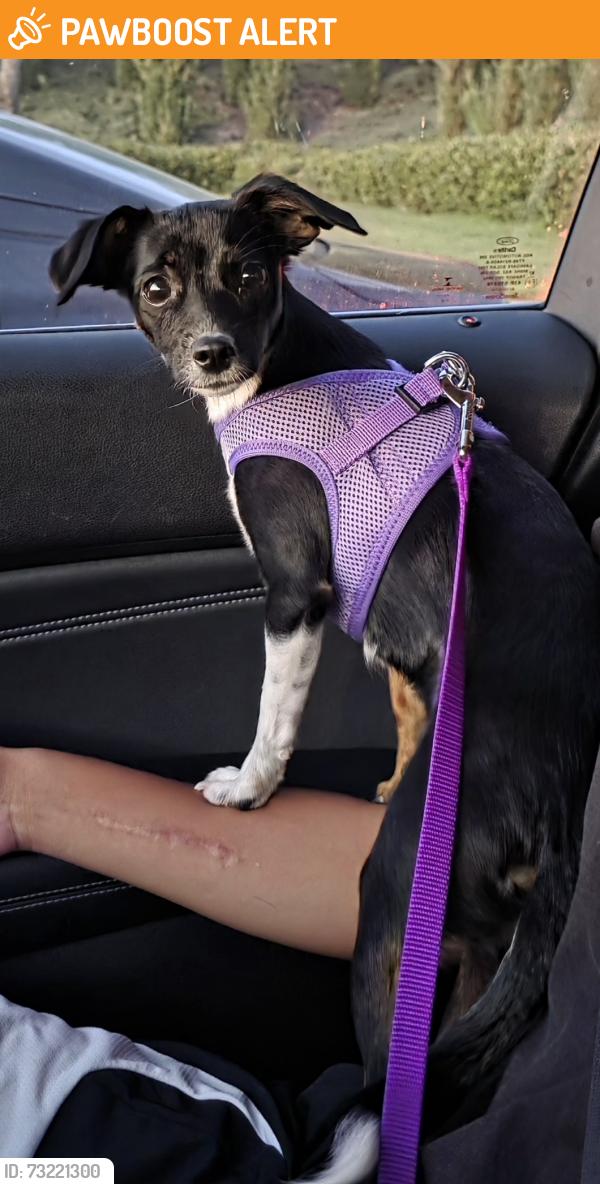 Found/Stray Female Dog last seen River Street & Los Rios St, San Juan Capistrano, CA 92675