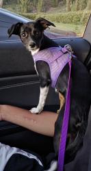 Found/Stray Female Dog last seen River Street & Los Rios St, San Juan Capistrano, CA 92675