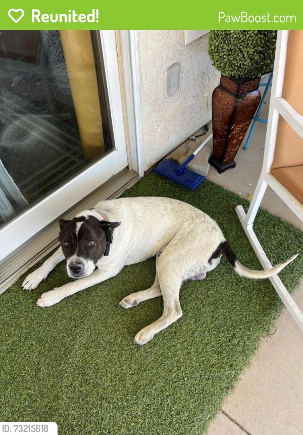 Reunited Male Dog last seen Bear vallaey, Victorville, CA 92392
