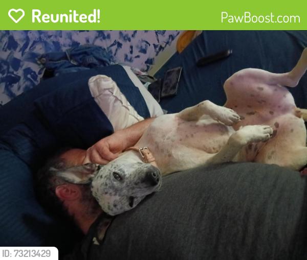 Reunited Female Dog last seen Near, Paulding County, GA 30132