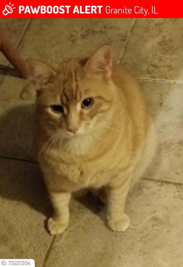 Lost Male Cat last seen Pine street, Granite City, IL 62040