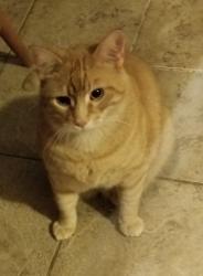 Lost Male Cat last seen Pine street, Granite City, IL 62040