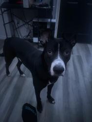 Lost Male Dog last seen By Norton Elem, San Bernardino, CA 92405