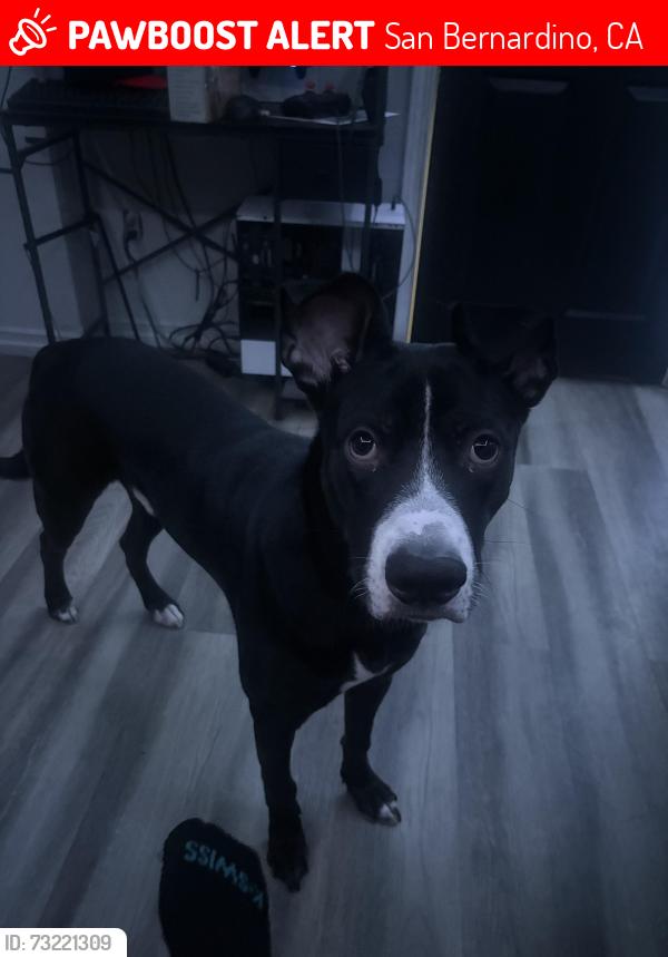 Lost Male Dog last seen By Norton Elem, San Bernardino, CA 92405