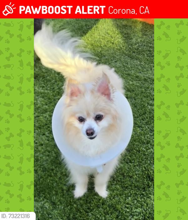 Lost Male Dog last seen Rimpau & Foothill, Corona, CA 92881