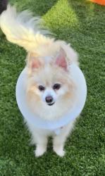 Lost Male Dog last seen Rimpau & Foothill, Corona, CA 92881