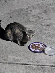 Found/Stray Unknown Cat last seen Wharf, Medford, OR 97501