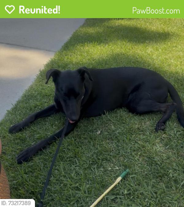 Reunited Female Dog last seen N golden West and E Camino Real, East San Gabriel, CA 91007