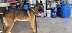 Lost Male Dog last seen 222nd Ave & West Crivello Ave, Buckeye, AZ 85326
