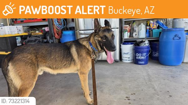 Lost Male Dog last seen 222nd Ave & West Crivello Ave, Buckeye, AZ 85326