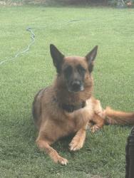 Lost Female Dog last seen Figueroa, Los Angeles, CA 90001