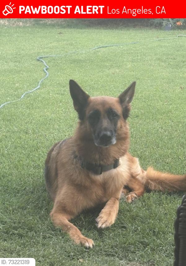 Lost Female Dog last seen Figueroa, Los Angeles, CA 90001