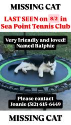 Lost Male Cat last seen Venado and Piragua, Carlsbad, CA 92009
