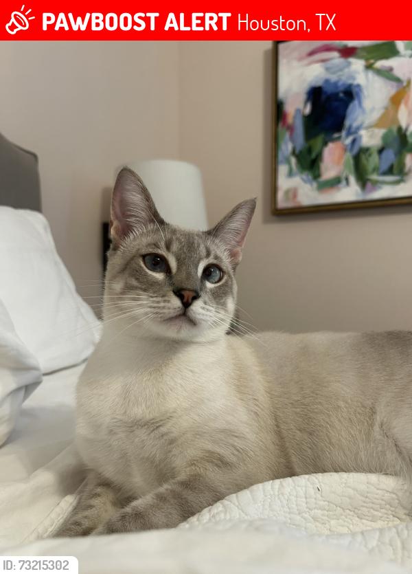 Lost Male Cat last seen Bramblewood drive, Houston, TX 77079