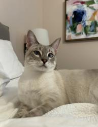 Lost Male Cat last seen Bramblewood drive, Houston, TX 77079