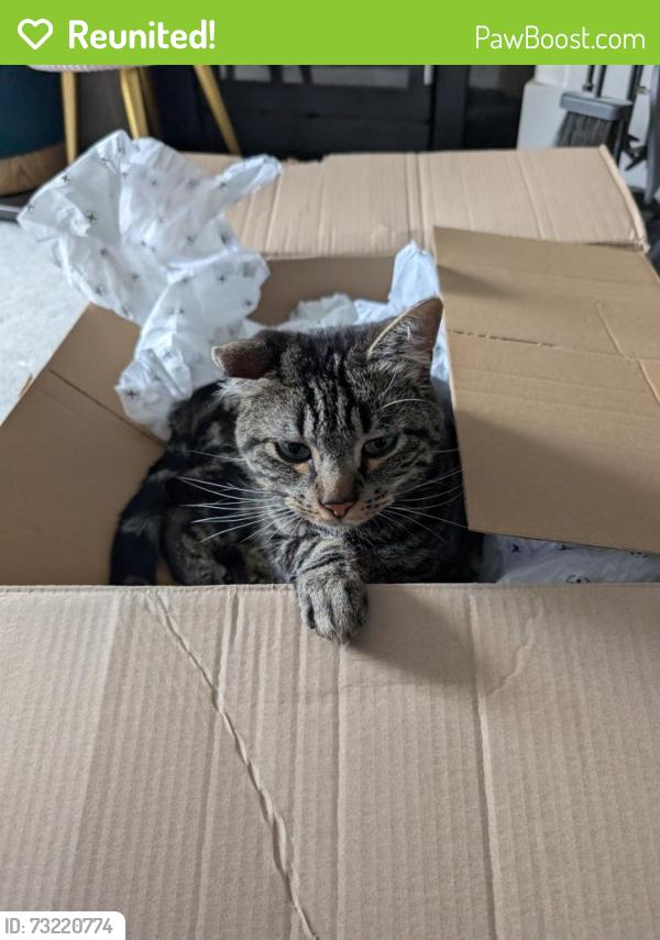 Reunited Male Cat last seen Royal Gardens, Desborough, England NN14 2NU