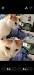 Lost Female Cat last seen Bike train behind w hollis st and n Groton street she got out of her cage when we were putting stuff in my husbands garage, Nashua, NH 03060
