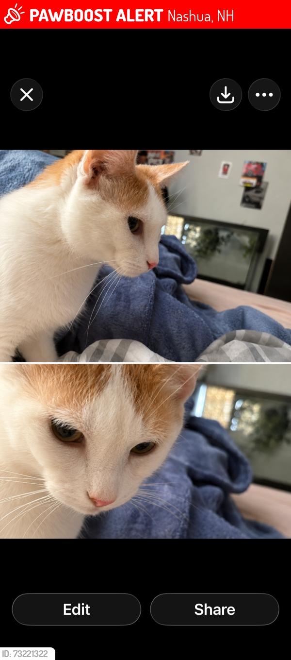 Lost Female Cat last seen Bike train behind w hollis st and n Groton street she got out of her cage when we were putting stuff in my husbands garage, Nashua, NH 03060