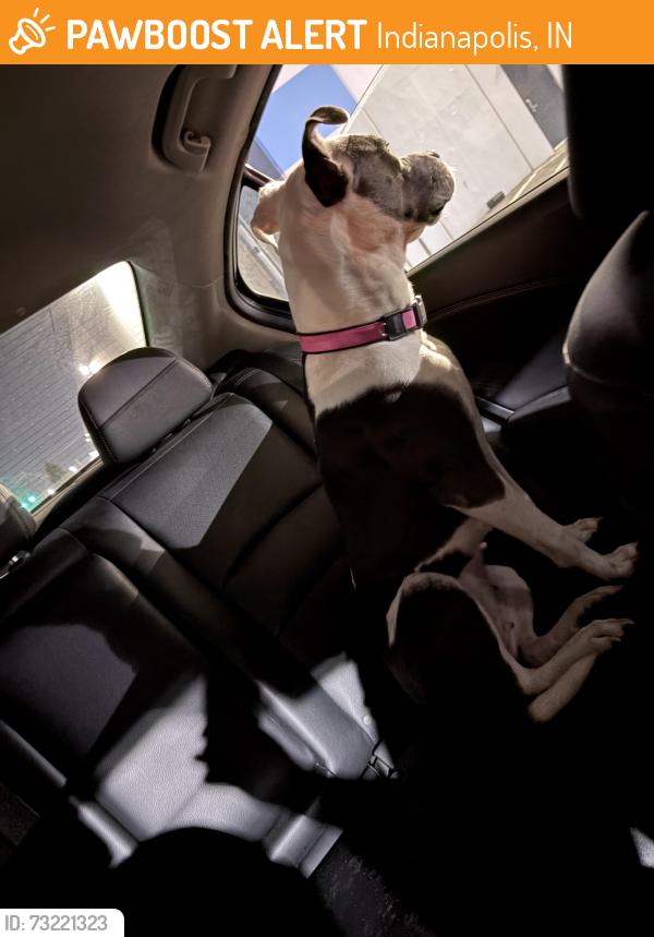 Found/Stray Female Dog last seen Mt Herman Ave, Indianapolis, IN 46231