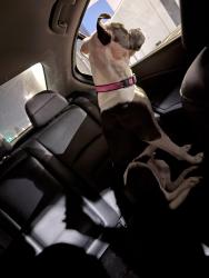 Found/Stray Female Dog last seen Mt Herman Ave, Indianapolis, IN 46231