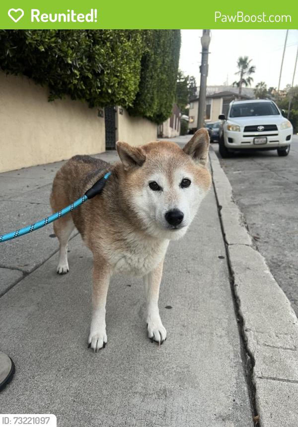 Reunited Unknown Dog last seen N Beachwood Dr & Glen Alder, Los Angeles, CA 90068