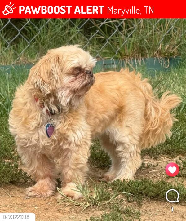 Lost Female Dog last seen McGhee Farm. Highway 72 towards Tom McCann Road, Maryville, TN 37801