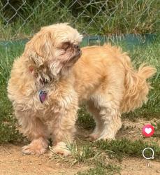 Lost Female Dog last seen McGhee Farm. Highway 72 towards Tom McCann Road, Maryville, TN 37801