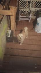Lost Female Dog last seen Willie James Jones ave imperial, San Diego, CA 92113