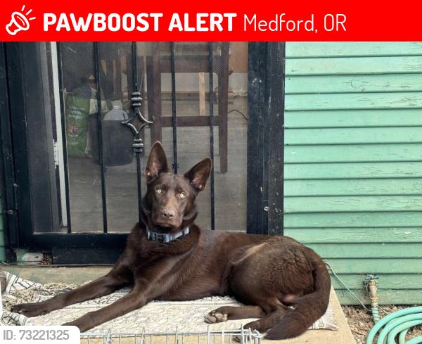 Lost Male Dog last seen Columbus and Main St, Medford, OR 97501