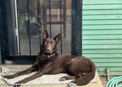 Lost Male Dog last seen Columbus and Main St, Medford, OR 97501