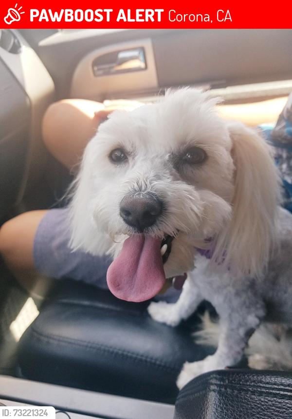 Lost Female Dog last seen Cresta & Yosemite, Corona, CA 92879