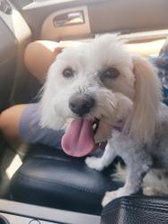 Lost Female Dog last seen Cresta & Yosemite, Corona, CA 92879