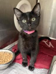 Shelter Stray Female Cat last seen , 3201 Lacy St, Los Angeles, CA 90031, USA