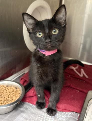 Shelter Stray Female Cat last seen , 3201 Lacy St, Los Angeles, CA 90031, USA