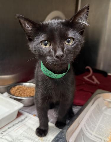 Shelter Stray Male Cat last seen , 3201 Lacy St, Los Angeles, CA 90031, USA
