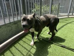 Shelter Stray Male Dog last seen , 14409 Vanowen St, Van Nuys, CA 91405, USA