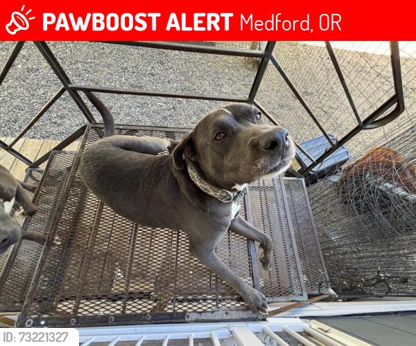 Lost Male Dog last seen Columbus & Main St, Medford, OR 97501