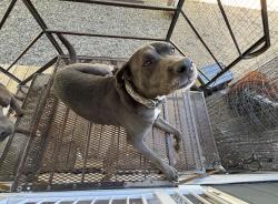 Lost Male Dog last seen Columbus & Main St, Medford, OR 97501