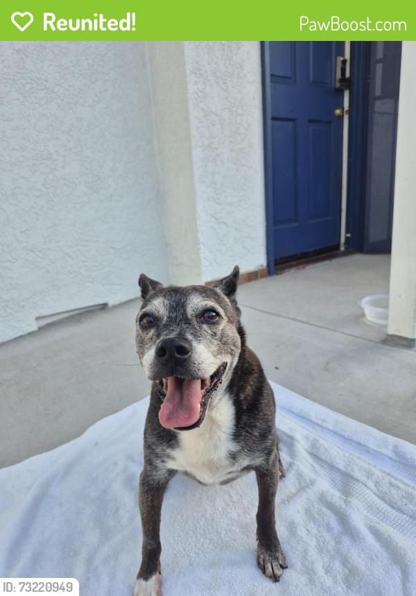 Reunited Female Dog last seen Brandon Street, Pasadena, CA 91107