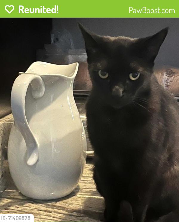 Reunited Female Cat last seen Septo St, Jovita Ave, Los Angeles, CA 91311