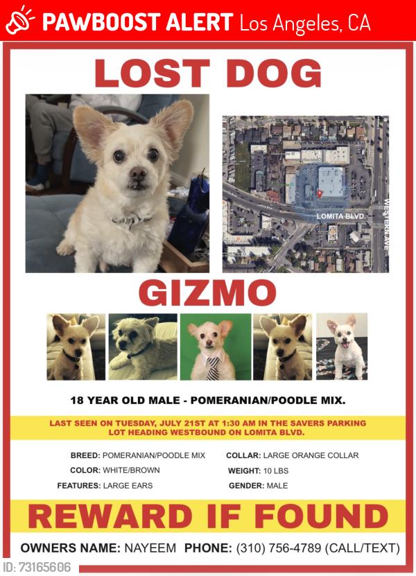Lost Male Dog last seen Walgreens on corner of Lomita Blvd and Western Ave, Los Angeles, CA 90710