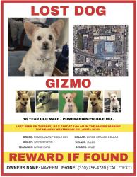Lost Male Dog last seen Walgreens on corner of Lomita Blvd and Western Ave, Los Angeles, CA 90710