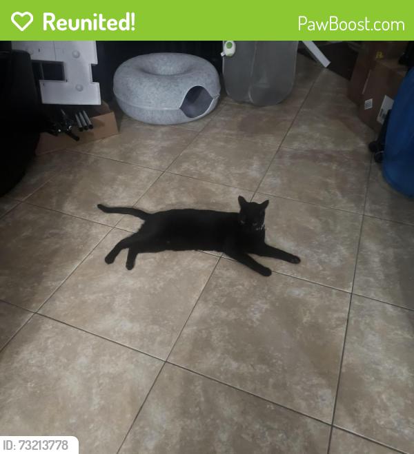 Reunited Male Cat last seen Rock Creek area in cooper city, Hollywood, FL 33026