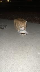 Found/Stray Unknown Cat last seen Eastwood Park, 950 Madden Lane , Roseville., Roseville, CA 95661