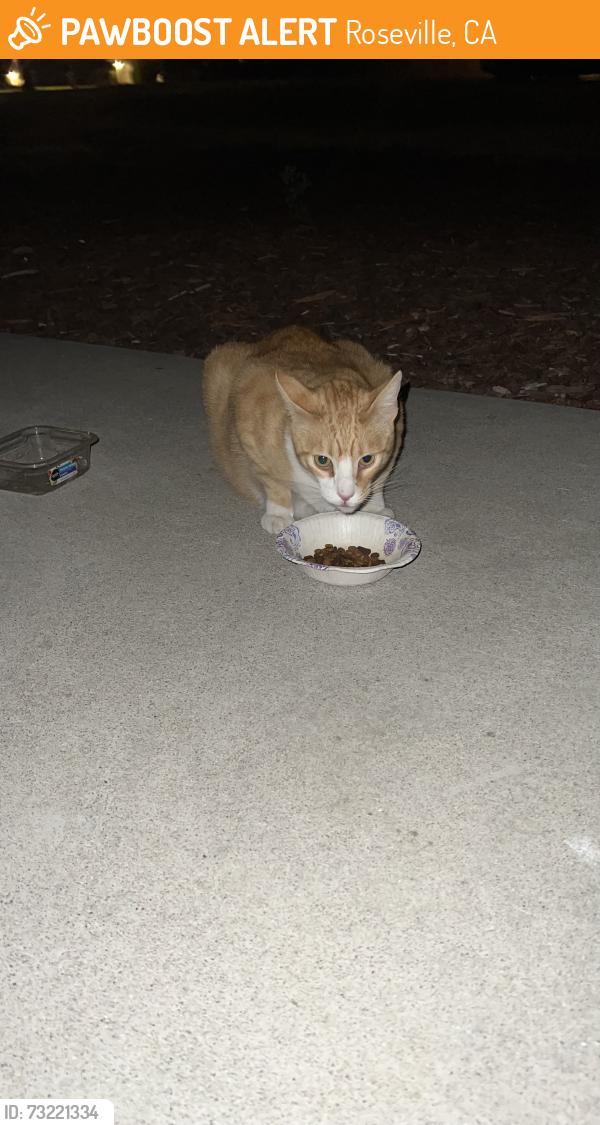 Found/Stray Unknown Cat last seen Eastwood Park, 950 Madden Lane , Roseville., Roseville, CA 95661