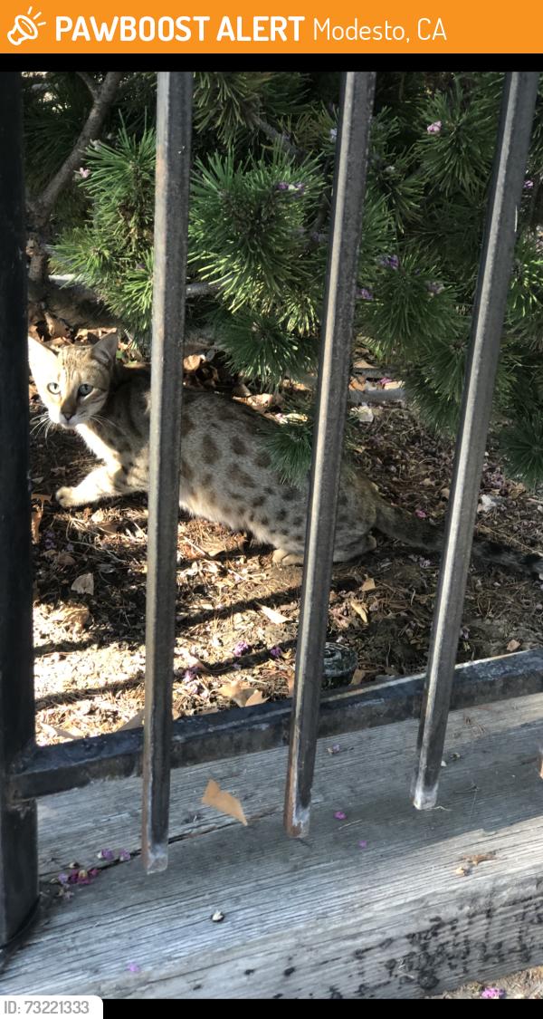 Found/Stray Unknown Cat last seen Garden Club, Modesto, CA 95354
