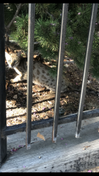 Found/Stray Unknown Cat last seen Garden Club, Modesto, CA 95354