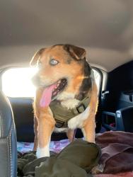 Lost Female Dog last seen loop and cemetery, Lubbock, TX 79407