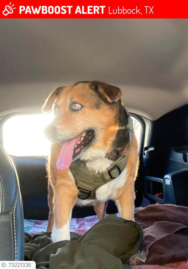 Lost Female Dog last seen loop and cemetery, Lubbock, TX 79407