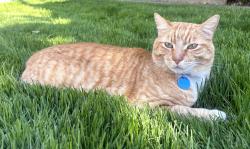 Lost Male Cat last seen North Edge Dr and Canna Ct., Sacramento, CA 95821
